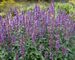 Agastache Purple Haze