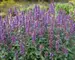 Agastache Purple Haze