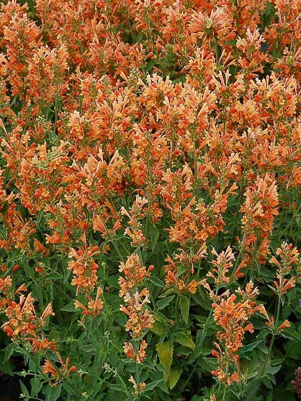Agastache Poquito Orange