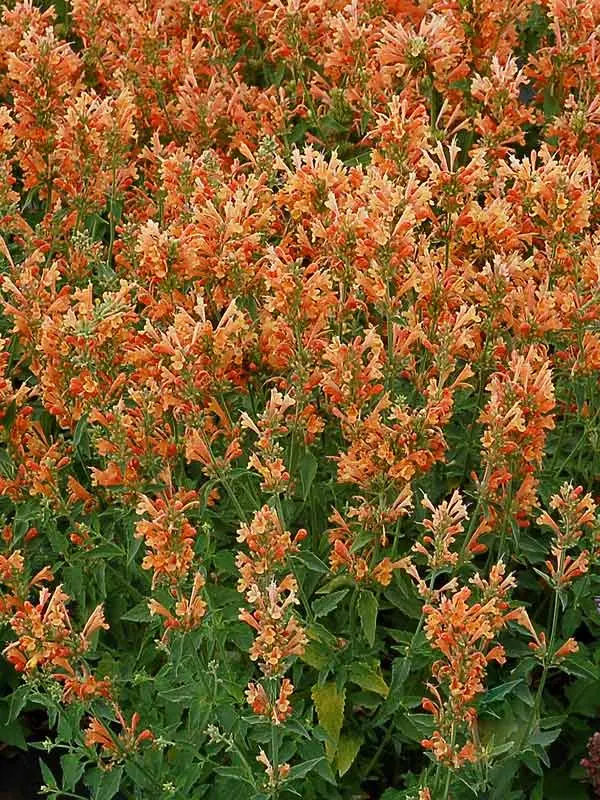 Agastache Poquito Orange