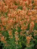 Agastache Poquito Orange