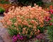 Agastache Poquito Orange