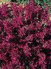 Agastache Purple-Pygmy