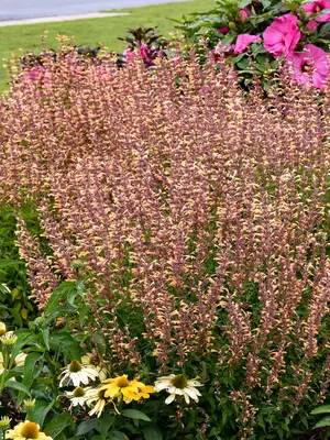 Link to Agastache Queen Nectarine
