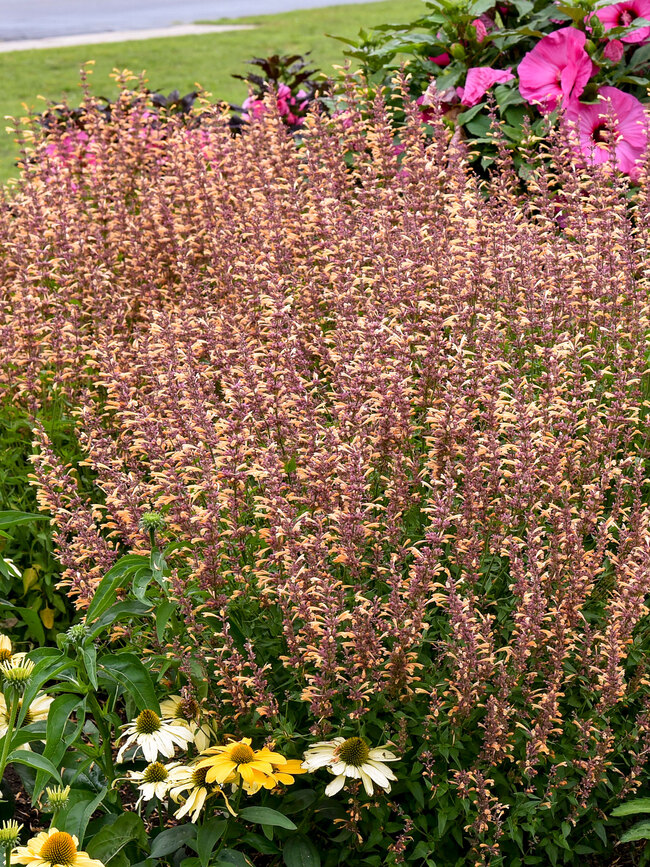 Agastache Queen Nectarine