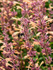 Agastache Queen Nectarine