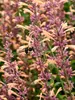 Agastache Queen Nectarine