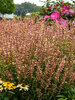 Agastache Queen Nectarine