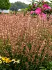 Agastache Queen Nectarine