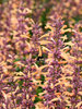 Agastache Queen Nectarine