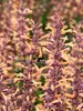 Agastache Queen Nectarine