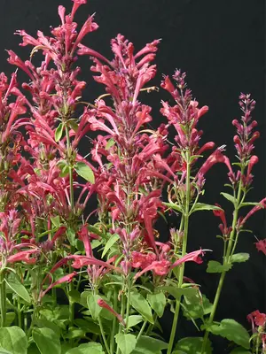 Link to Agastache Raspberry Daiquiri