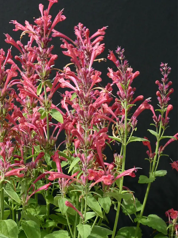 Agastache Raspberry Daquiri