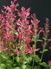 Agastache Raspberry Daquiri