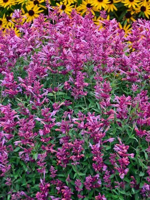 Link to Agastache Rosie Posie
