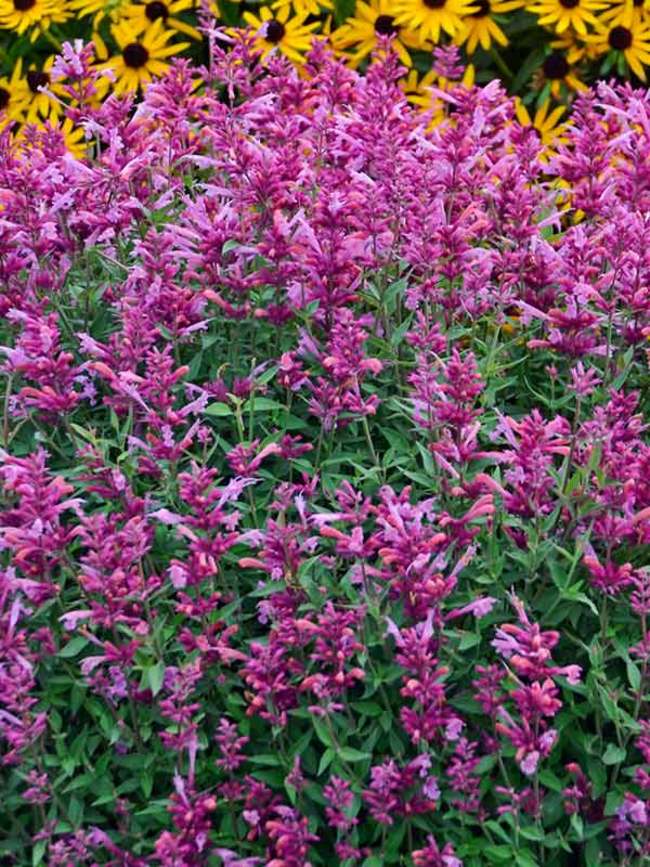 Agastache Rosie Posie