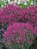 Agastache Rosie Posie