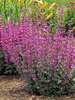 Agastache Royal Raspberry