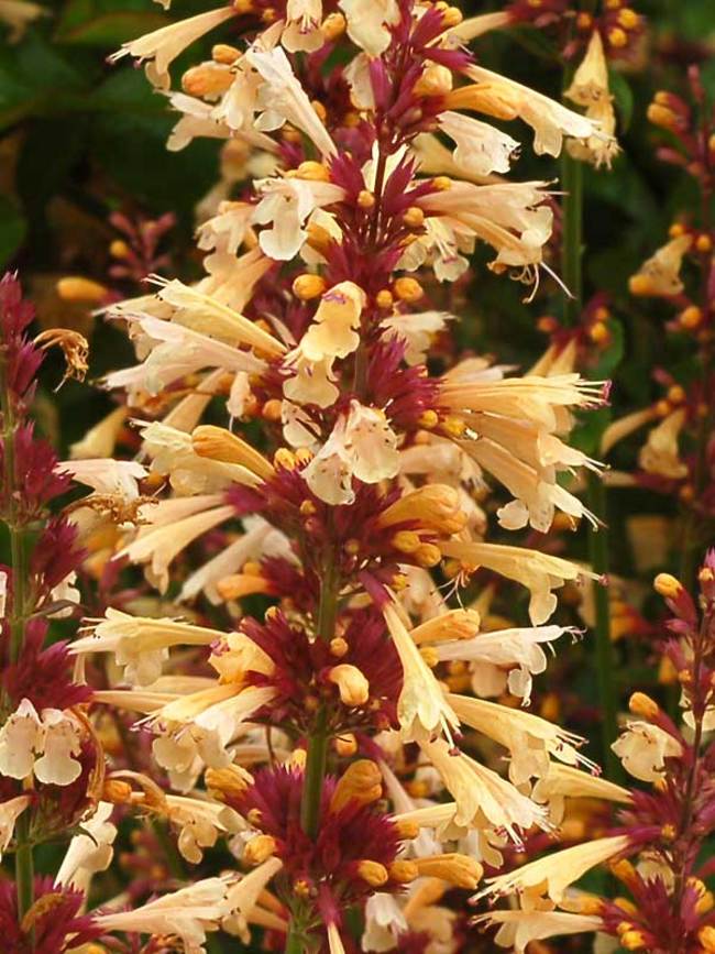 Agastache Summer Glow