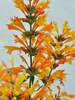 Agastache Sunrise Orange