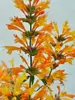 Agastache Sunrise Orange
