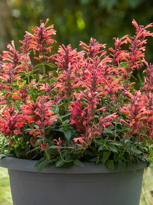 Link to Agastache Sunrise&#153; Red