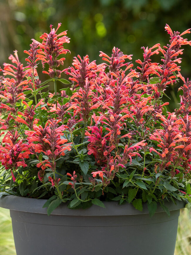 Agastache Sunrise Red