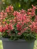 Agastache Sunrise Red
