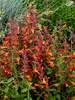 Agastache Tango