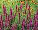 Agastache Violet Vision