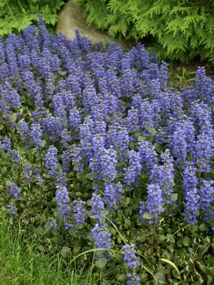 Link to Ajuga Bronze Beauty