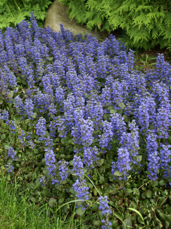 Ajuga Bronze Beauty Bluestone Perennials