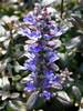 Ajuga Bronze-Beauty