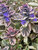 Ajuga Burgundy Glow