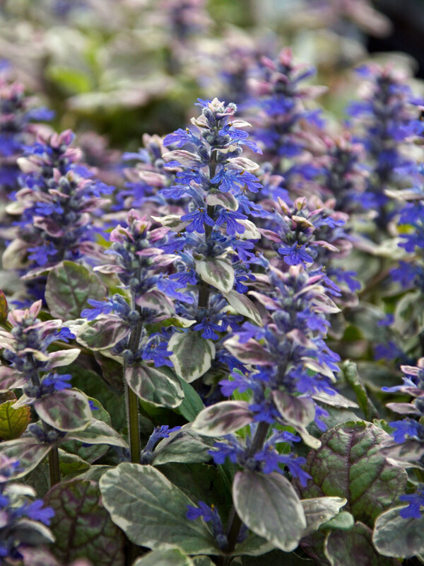 Ajuga Burgundy Glow