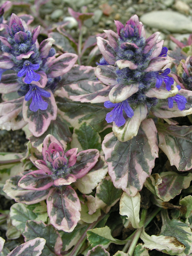 Ajuga Burgundy-Glow