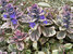 Ajuga Burgundy Glow