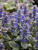 Ajuga Burgundy Glow