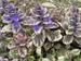 Ajuga Burgundy Glow