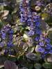 Ajuga Black Scallop