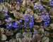 Ajuga Black Scallop