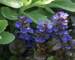 Ajuga Black Scallop