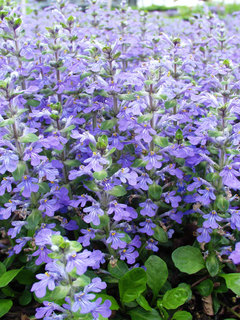 Ajuga