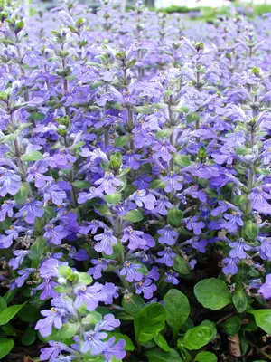 Link to Ajuga Genevensis