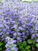Ajuga Genevensis