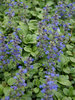 Ajuga Genevensis