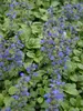 Ajuga Genevensis