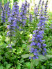 Ajuga Genevensis