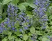 Ajuga Genevensis