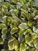 Ajuga Golden Glow
